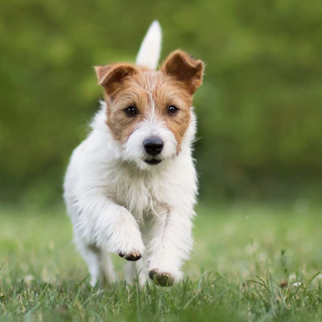 a dog running in the green grass