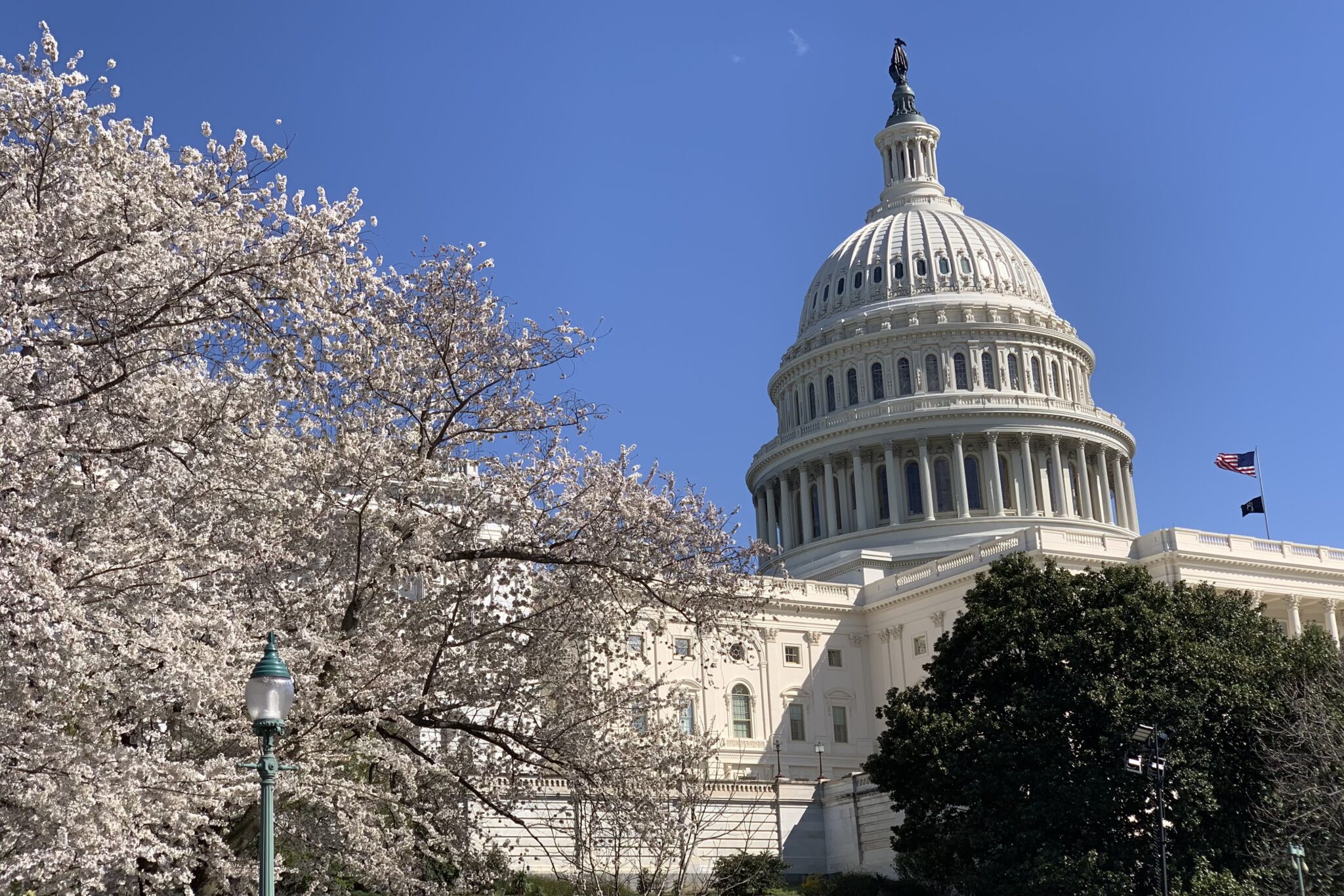 US Capital building with a white flowering tree