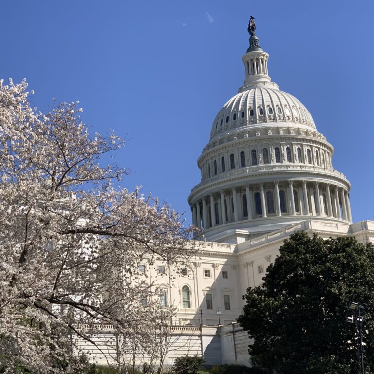 US Capital building with a white flowering tree
