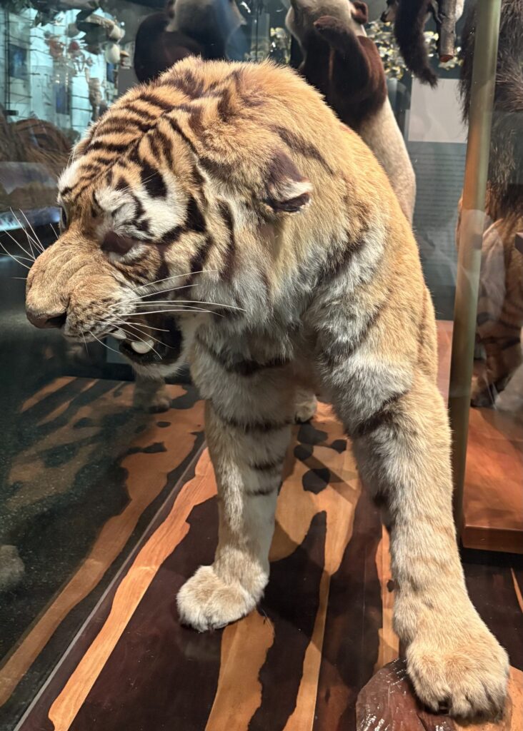 A large tiger with it's mouth open in a display